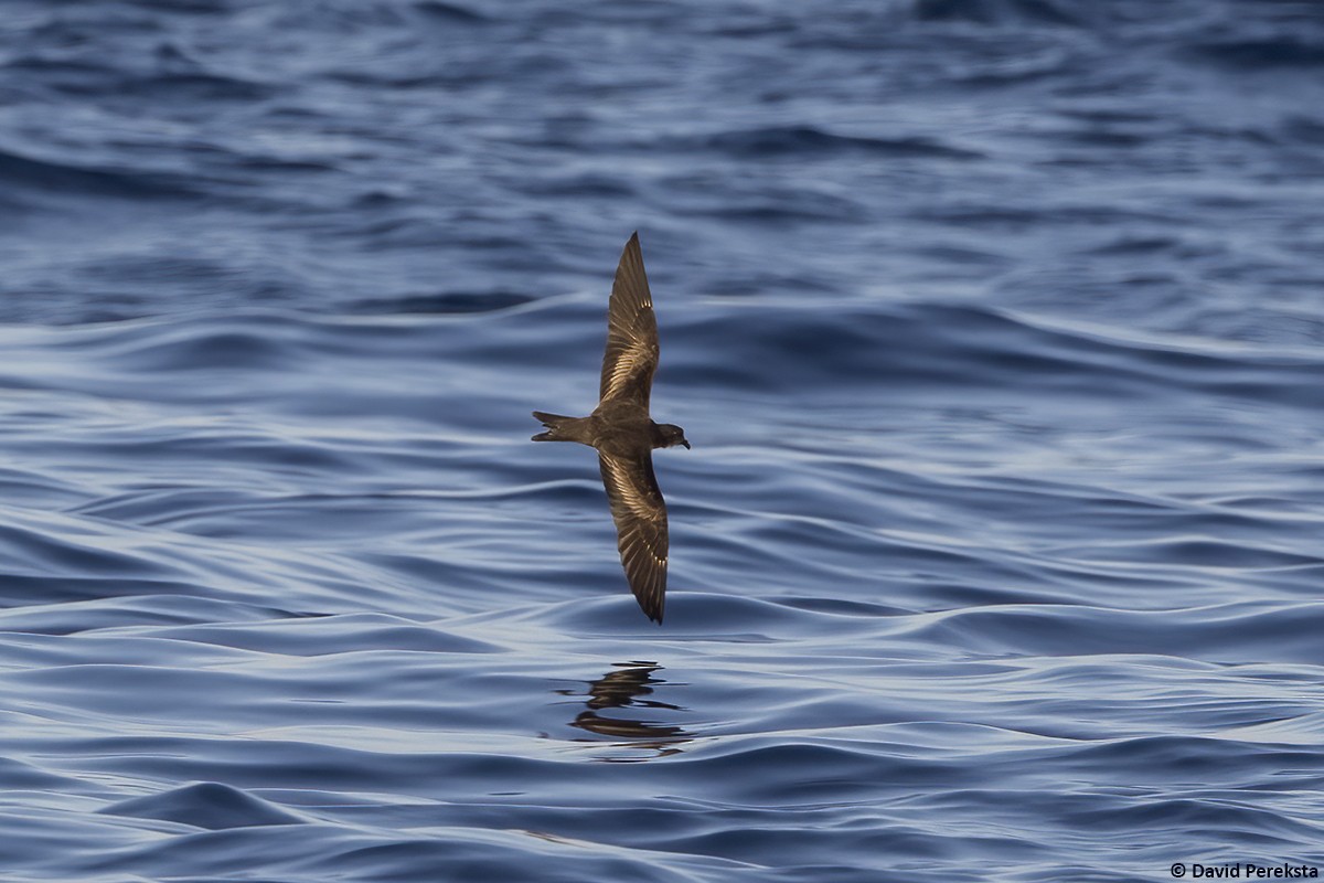 Black Storm-Petrel - David Pereksta