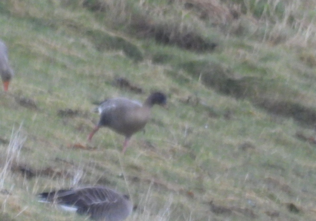 Pink-footed Goose - ML609010424