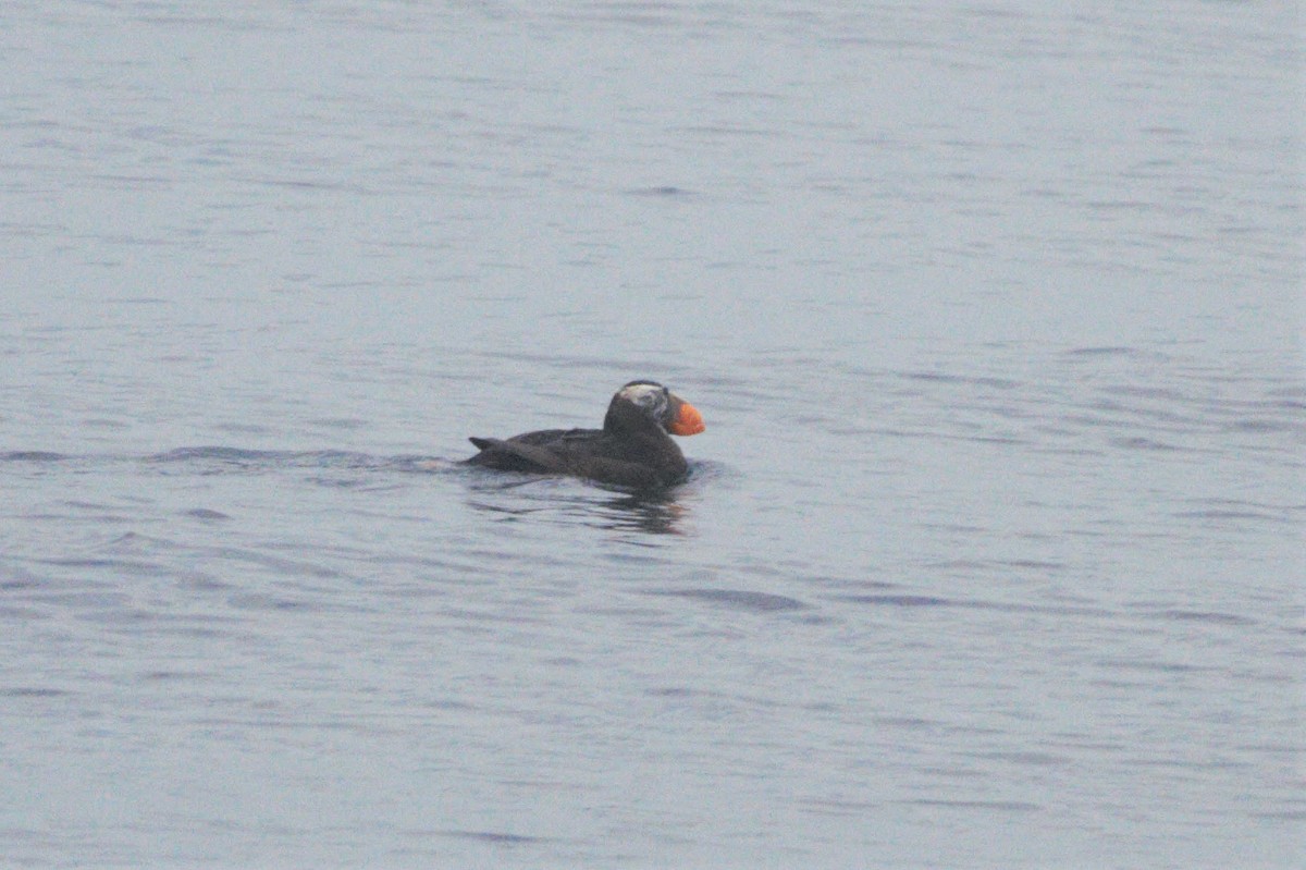 Tufted Puffin - ML609010439
