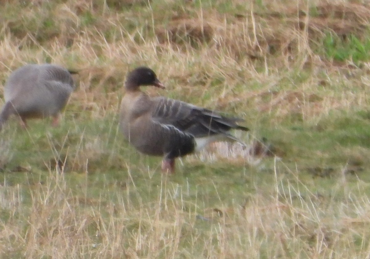 Pink-footed Goose - Mateu Garau