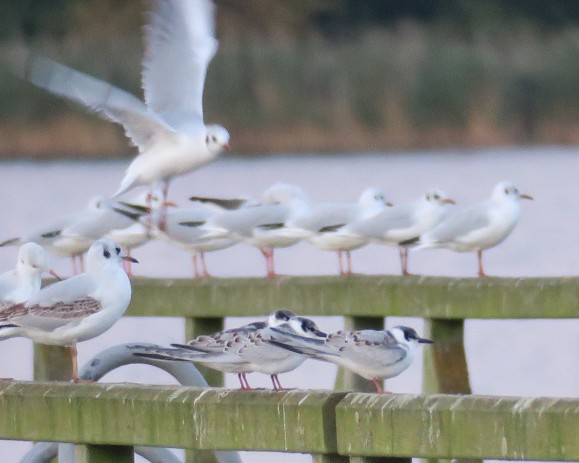 Whiskered Tern - ML609010541