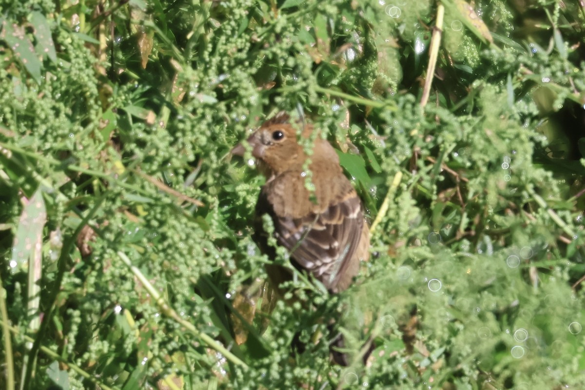 Blue Grosbeak - Forrest Wickman