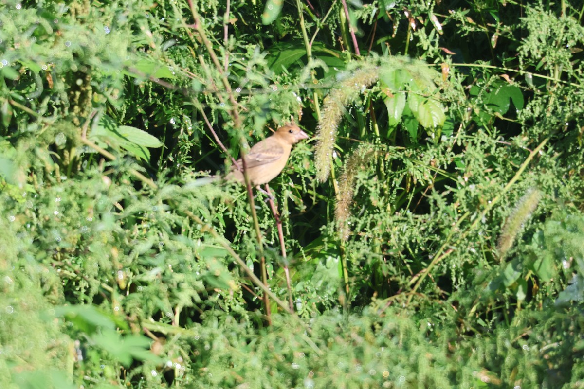 Blue Grosbeak - ML609010550