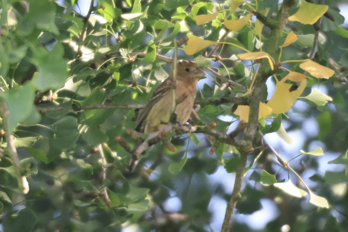 Blue Grosbeak - ML609010551