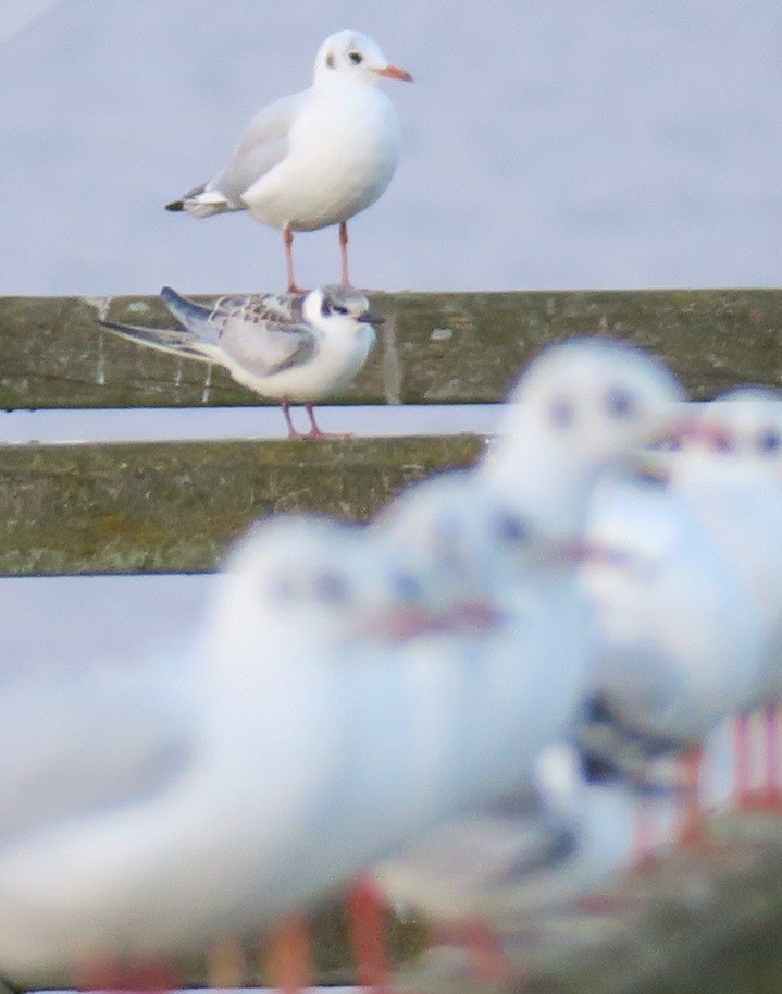 Whiskered Tern - ML609010553