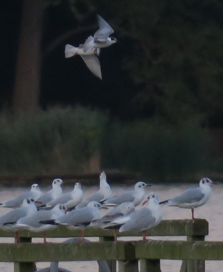 Whiskered Tern - ML609010561