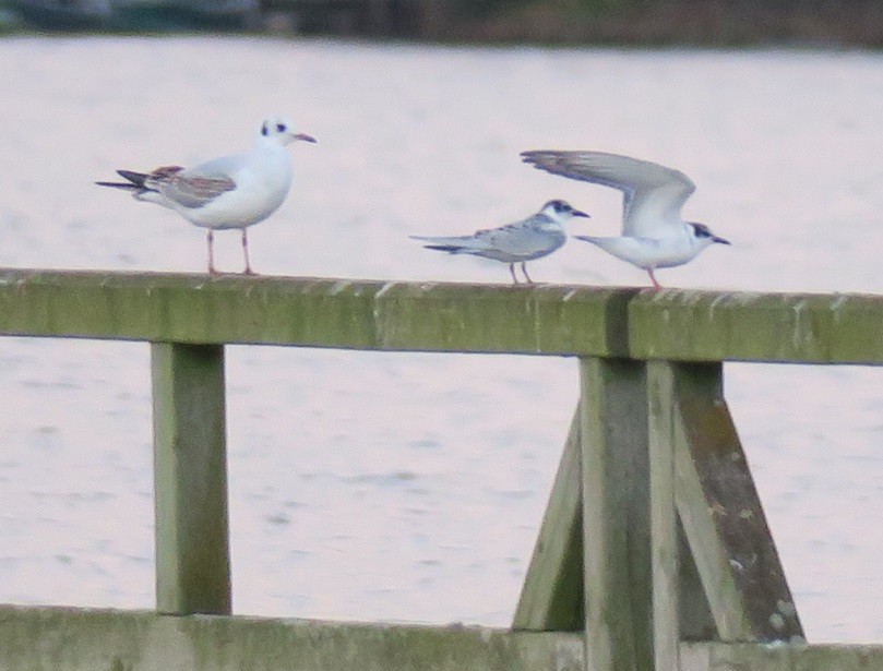 Whiskered Tern - ML609010567