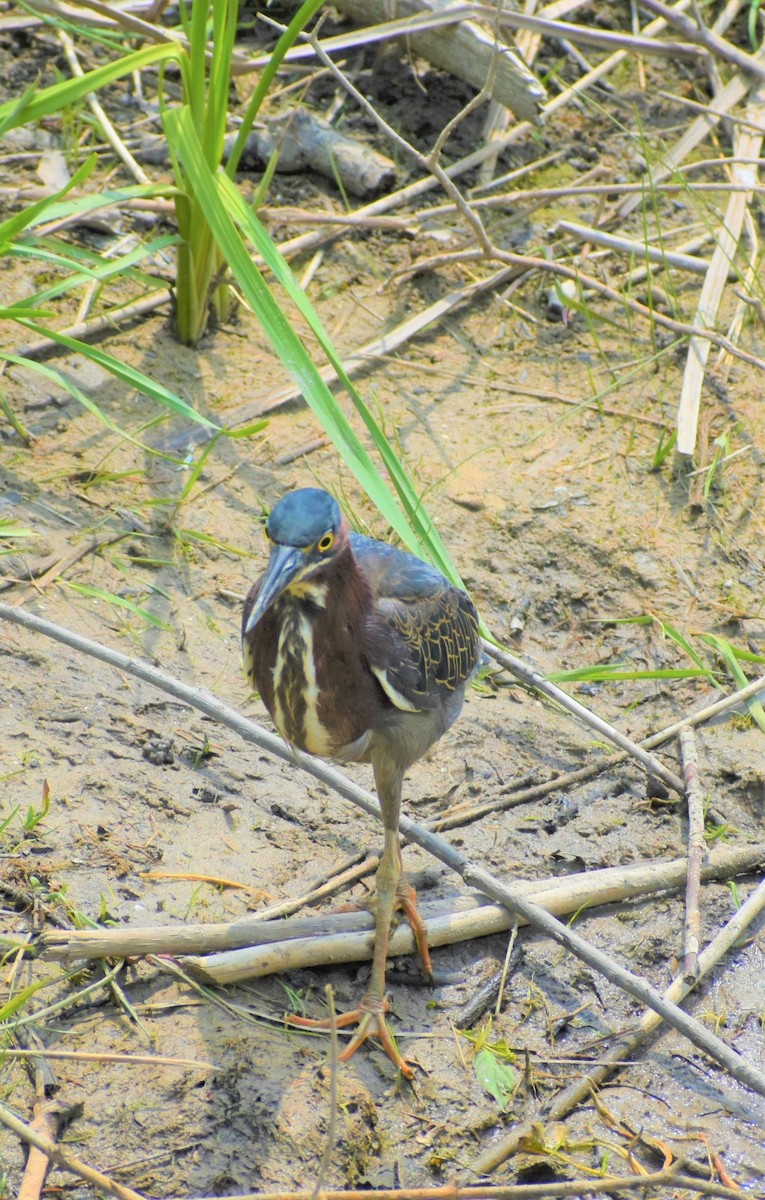 Green Heron - ML609010577