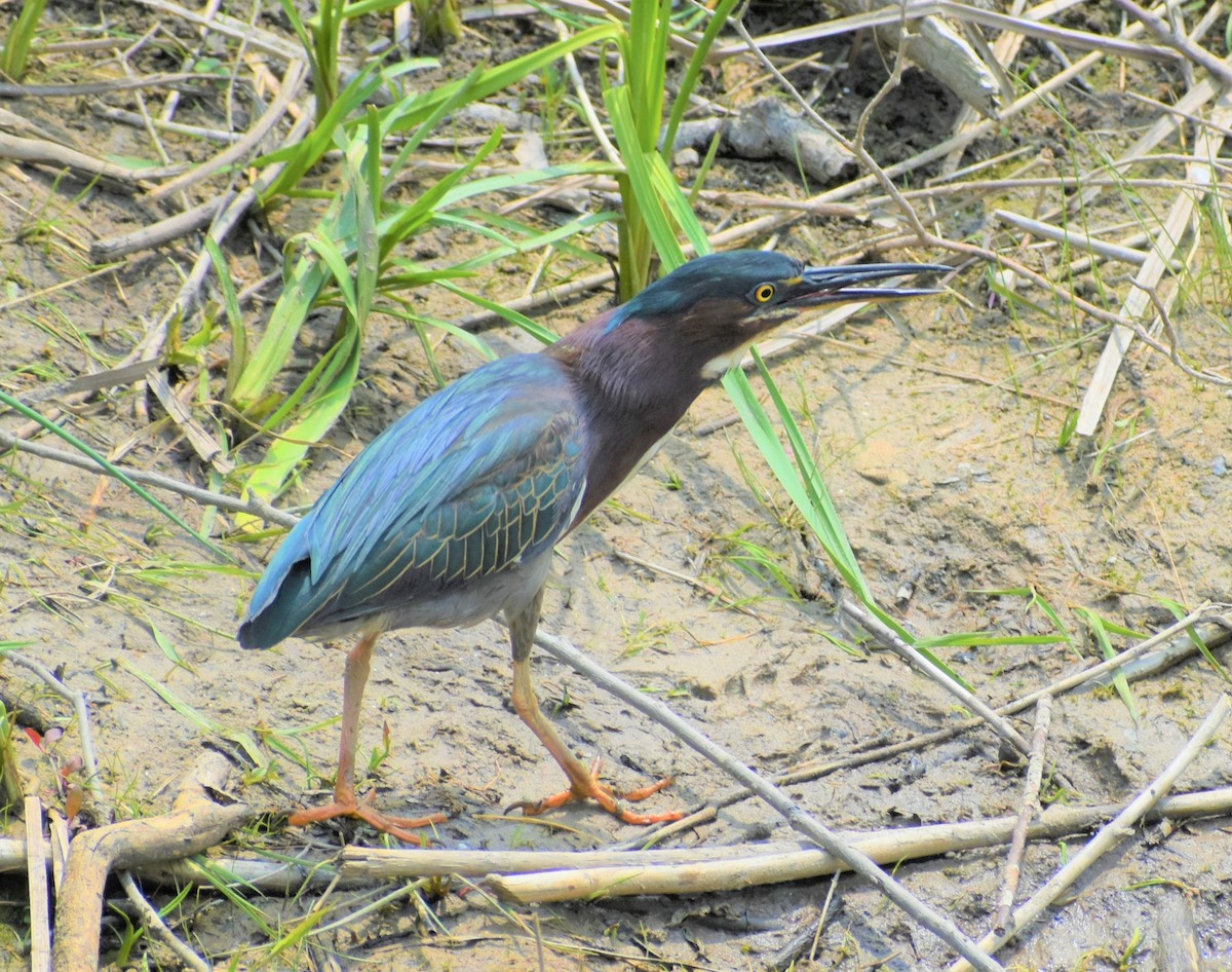 Green Heron - ML609010578