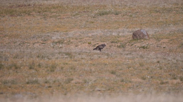 Red-tailed Hawk - ML609010712