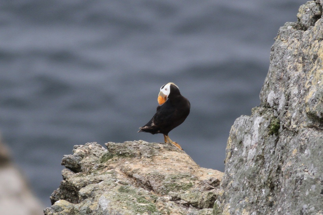 Tufted Puffin - ML609010747