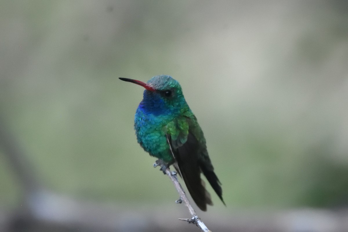 Broad-billed Hummingbird - ML609010758