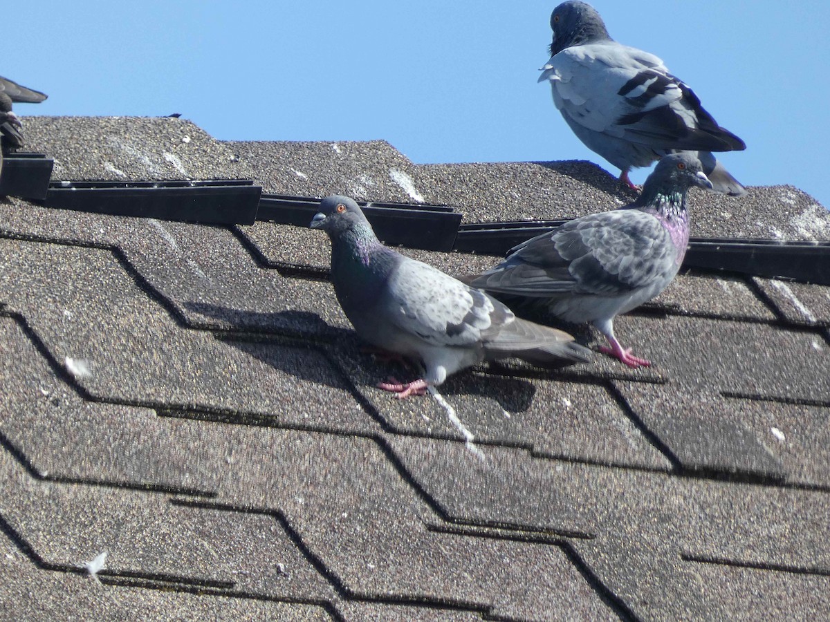 Rock Pigeon (Feral Pigeon) - ML609010772