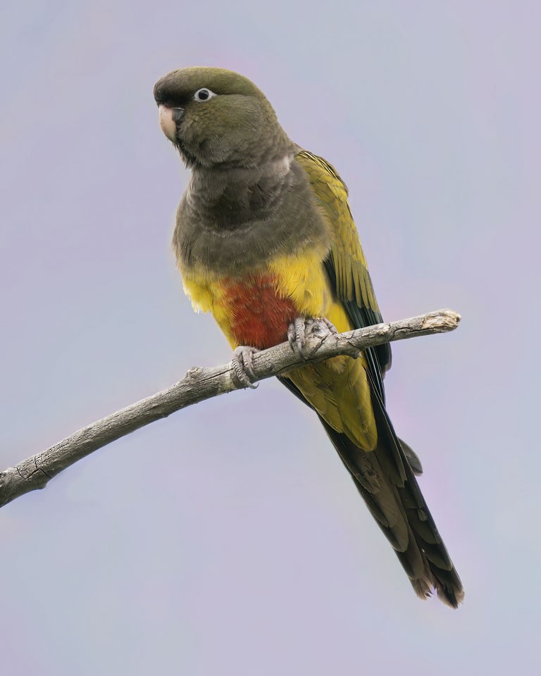 Burrowing Parakeet - ML609010816