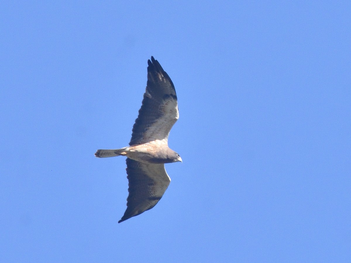 Swainson's Hawk - ML609010967