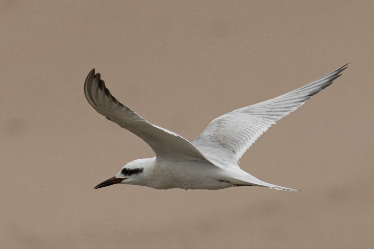 Snowy-crowned Tern - ML609011015