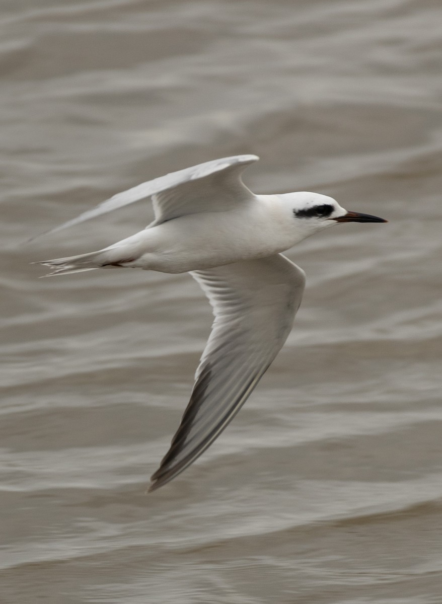 Snowy-crowned Tern - ML609011016