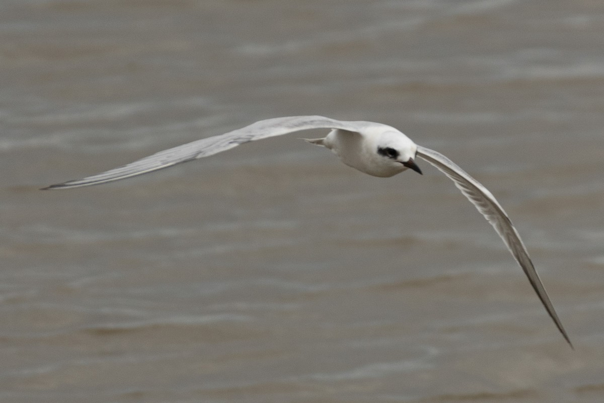 Snowy-crowned Tern - ML609011017