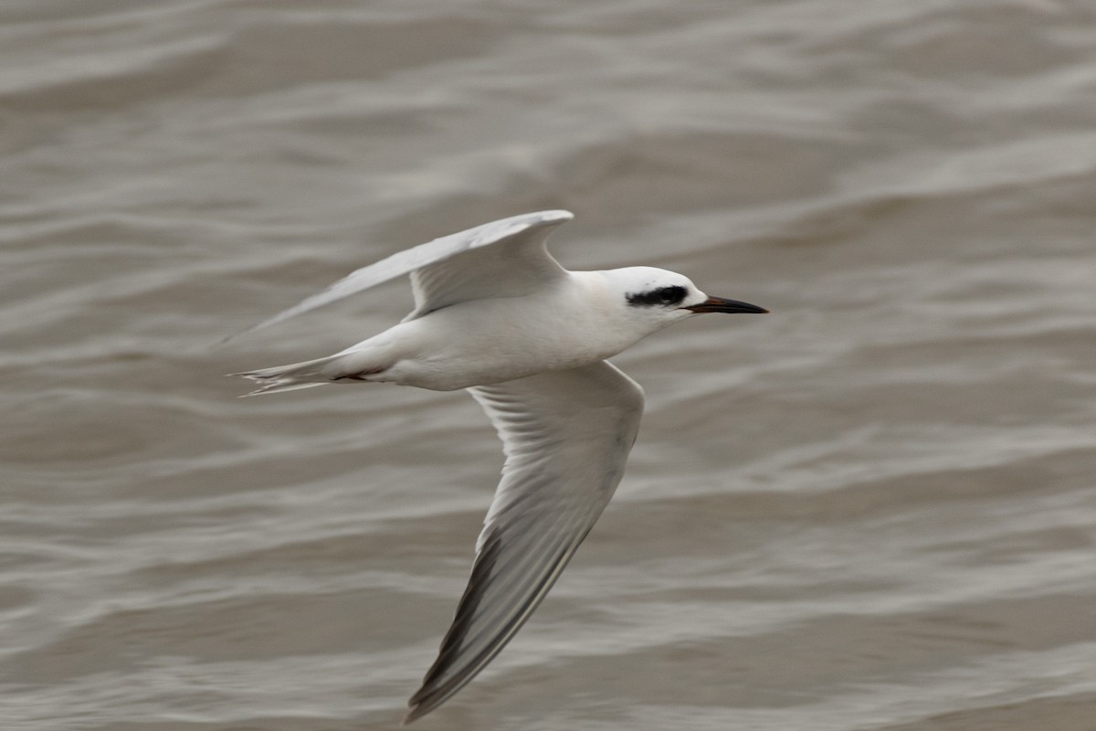 Snowy-crowned Tern - ML609011023