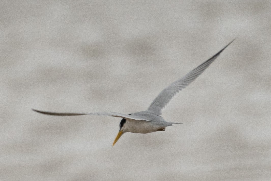 Yellow-billed Tern - Ignacio Ferreira Lacava