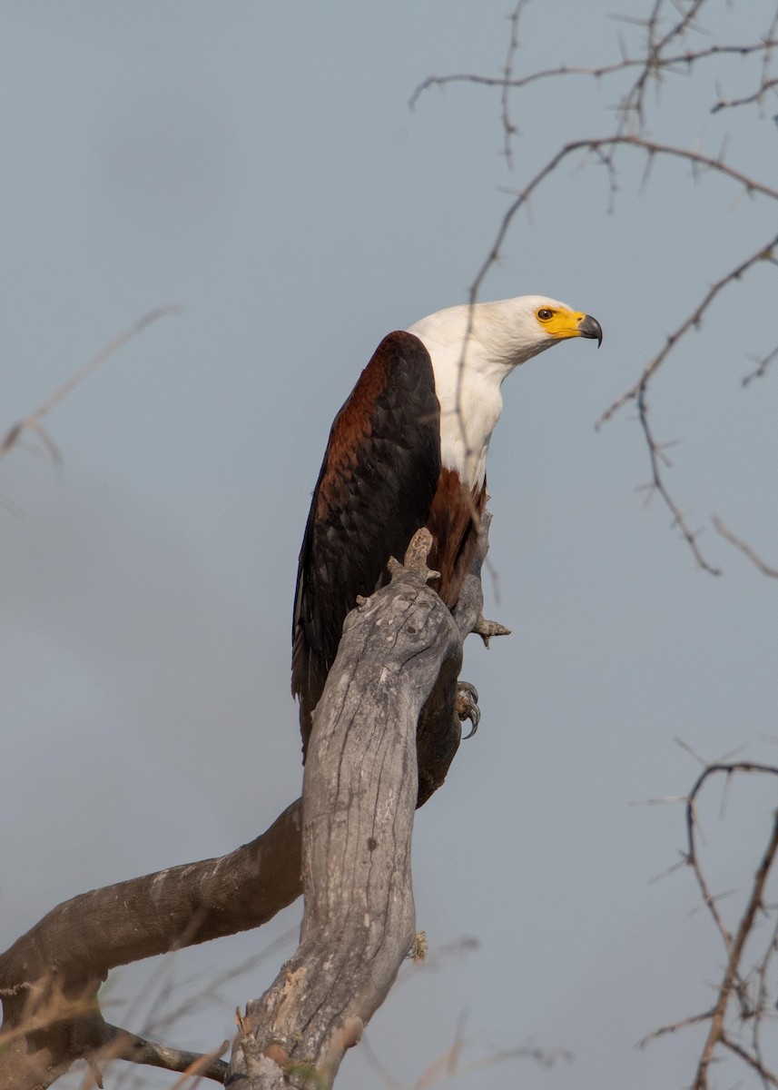African Fish-Eagle - ML609011071