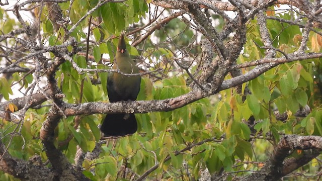 Schalow's Turaco - ML609011097