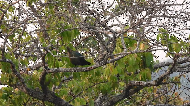 Schalow's Turaco - ML609011099