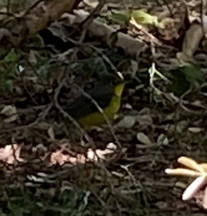 Canada Warbler - ML609011176