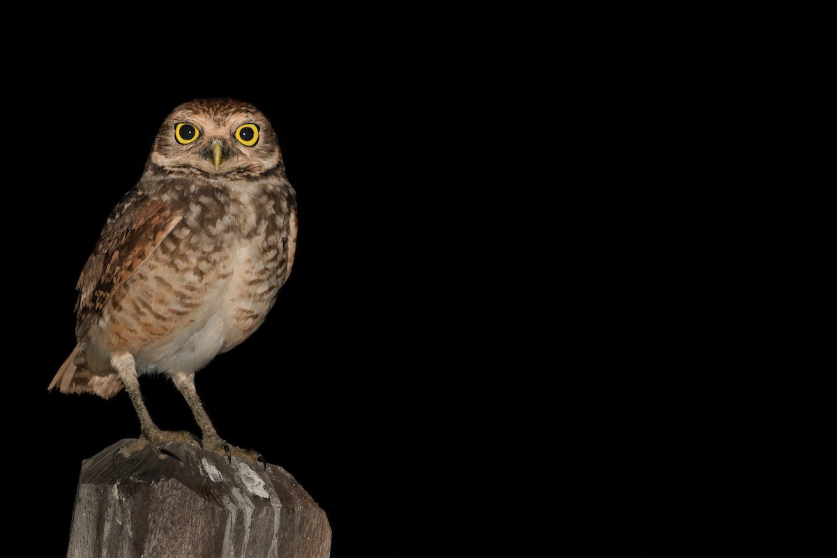 Burrowing Owl - Danilo Maciel