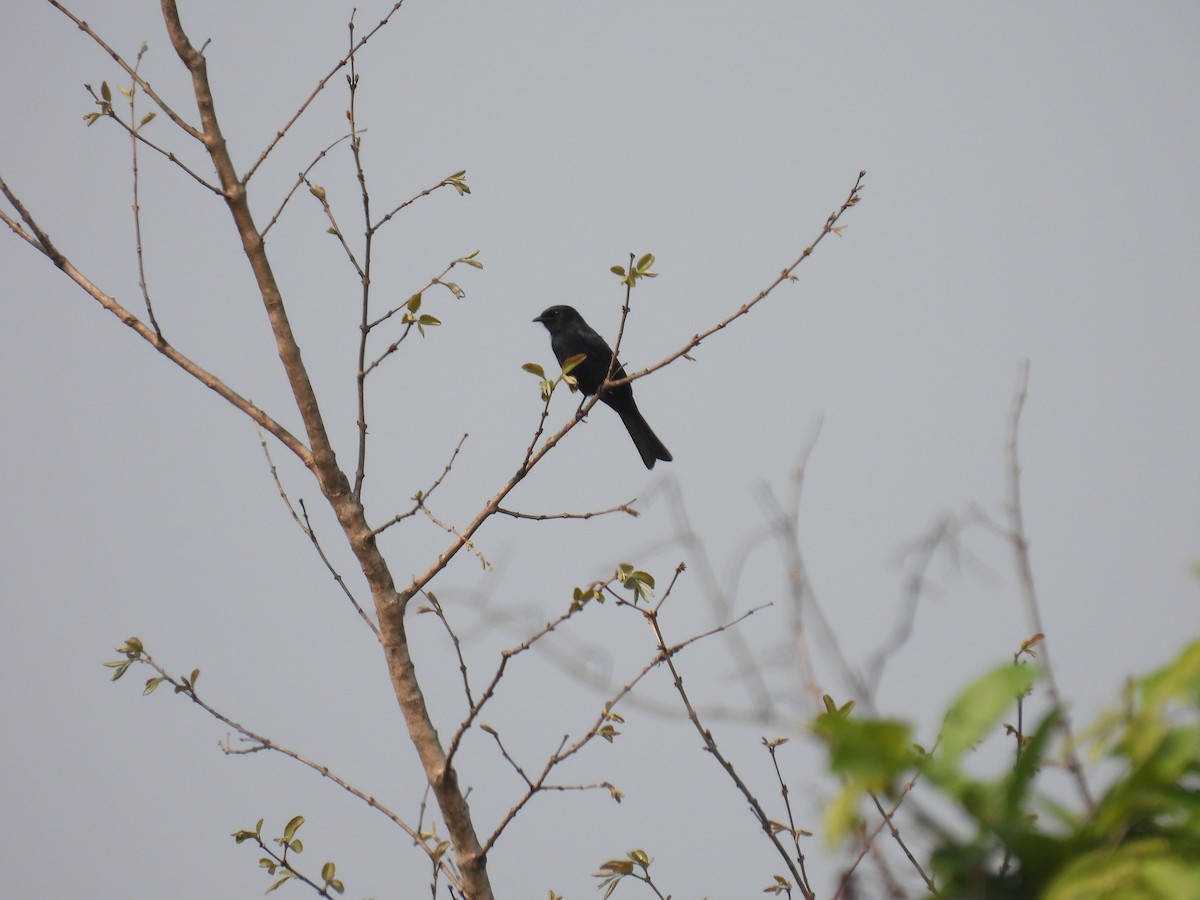 Sharpe's Drongo (sharpei) - ML609011350