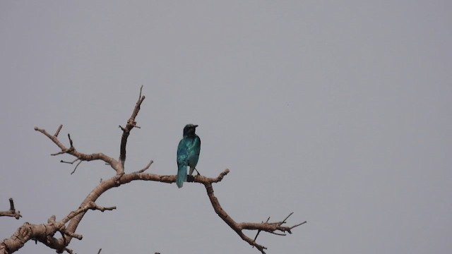 Sharp-tailed Starling - ML609011384