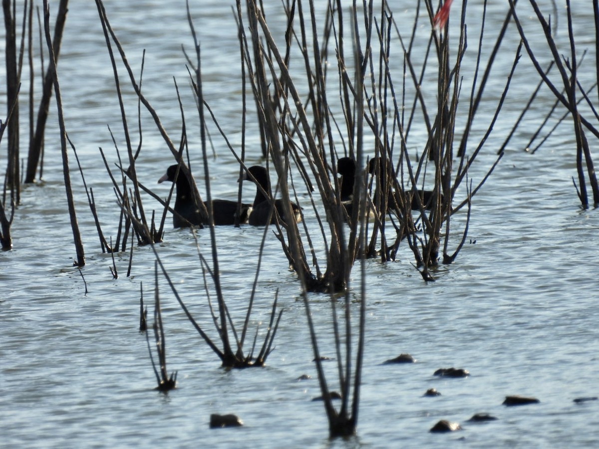 American Coot - ML609011433