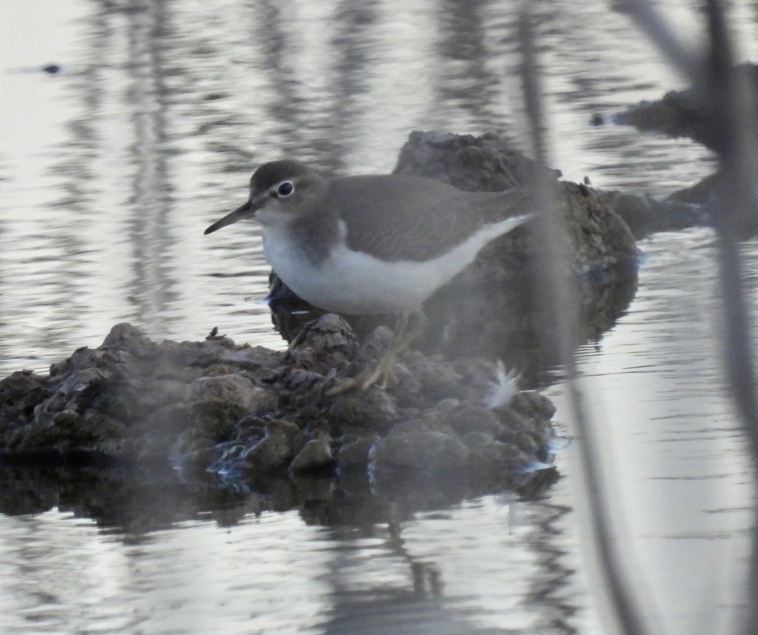 Spotted Sandpiper - Christopher Daniels