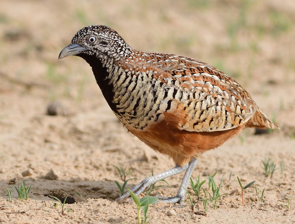 Barred Buttonquail - ML609011443