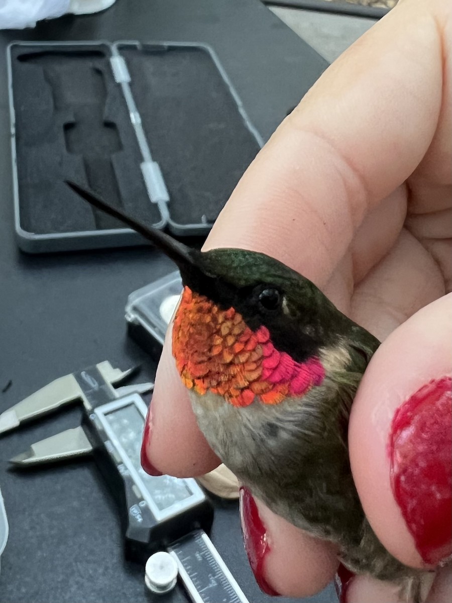 Ruby-throated x Black-chinned Hummingbird (hybrid) - ML609011747