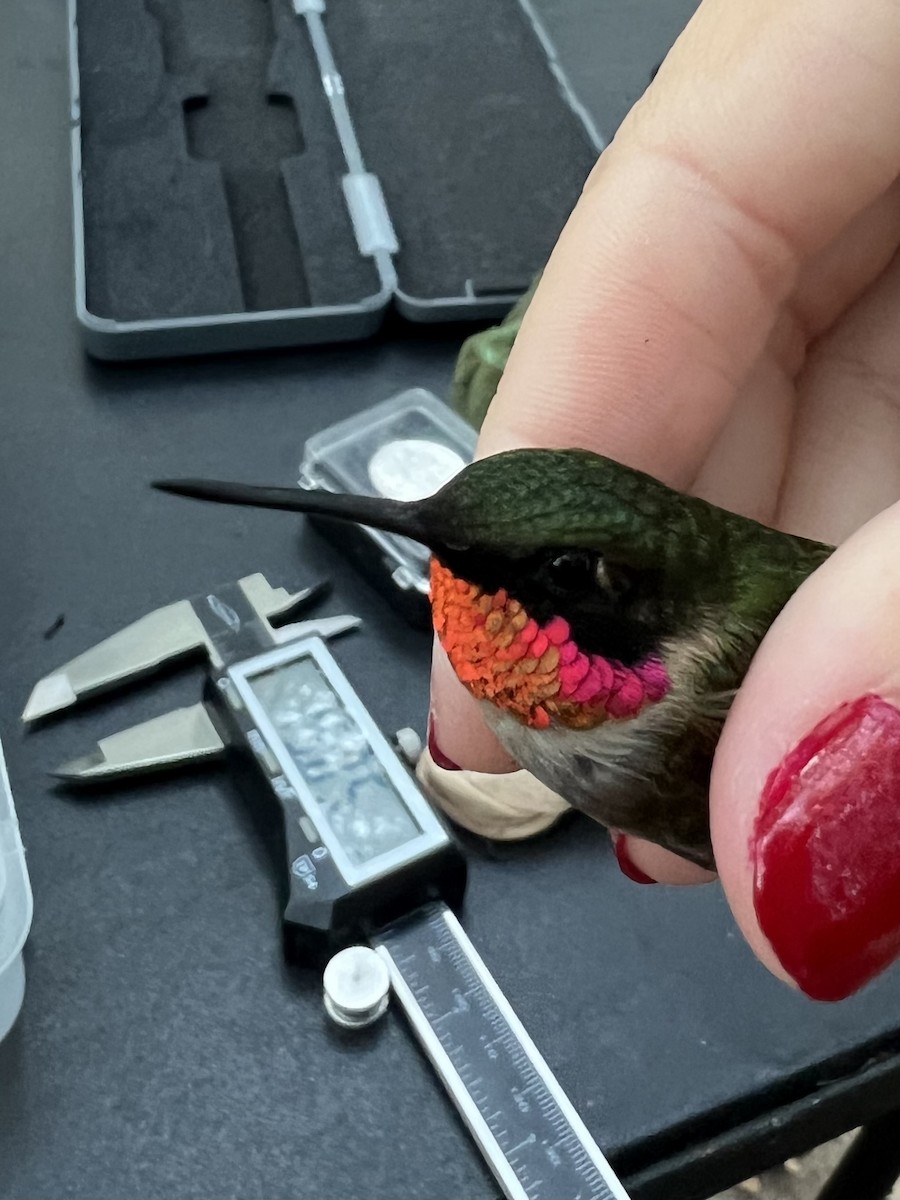 Ruby-throated x Black-chinned Hummingbird (hybrid) - ML609011748