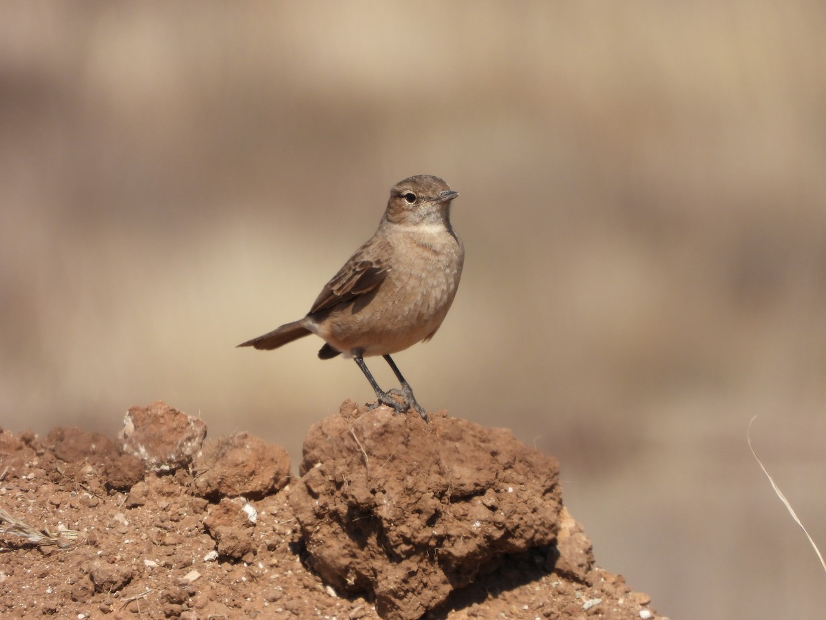 Chat Flycatcher - ML609011763