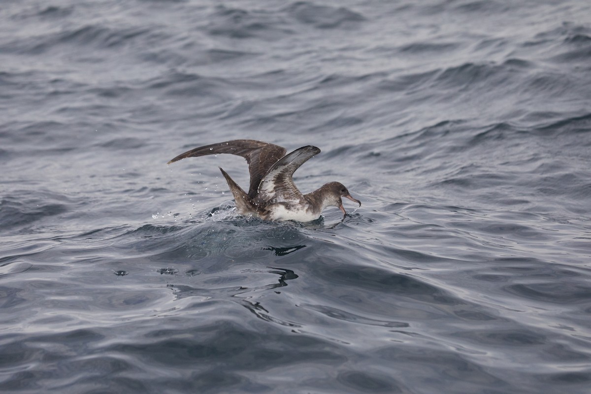 Pink-footed Shearwater - ML609011851