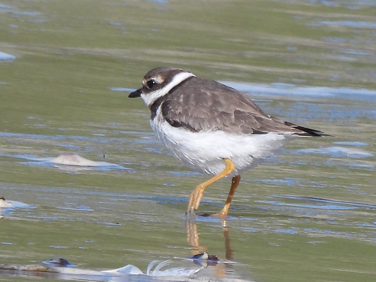 Common Ringed Plover - ML609011913
