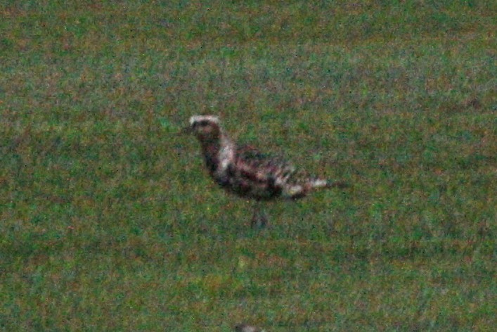 American Golden-Plover - ML609011926