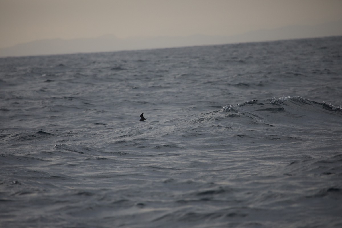 Black Storm-Petrel - ML609011935