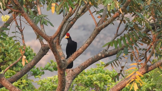 Ross's Turaco - ML609011966