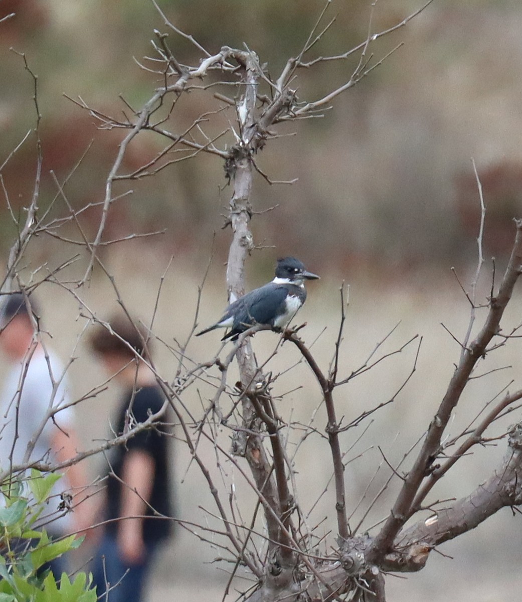 Belted Kingfisher - ML609012012
