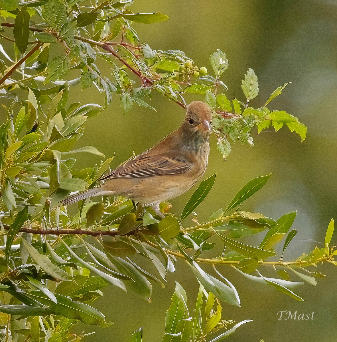 Indigo Bunting - ML609012040