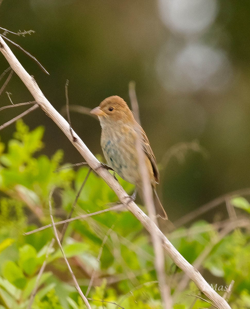 Indigo Bunting - ML609012041