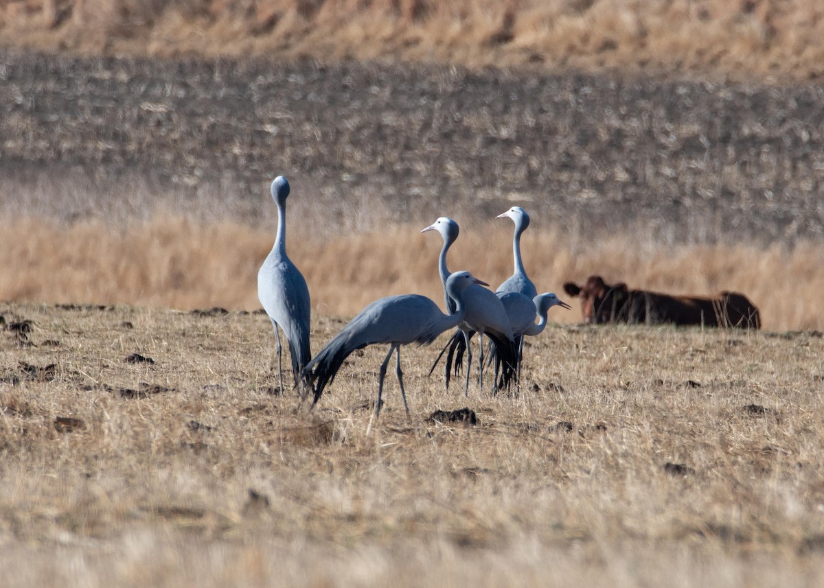 Blue Crane - ML609012095