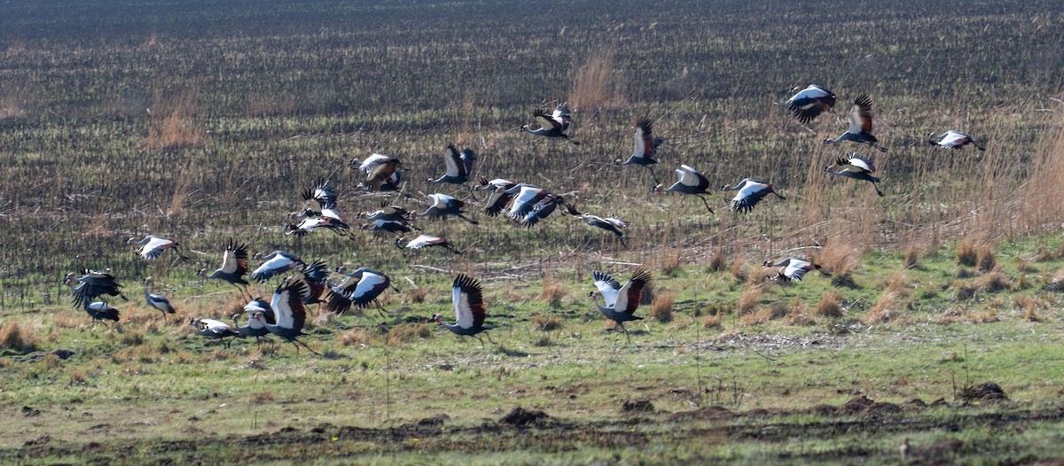 Grulla Coronada Cuelligrís - ML609012100