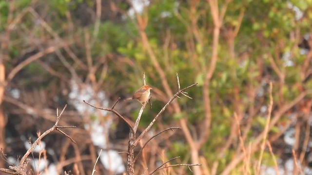 Langschwanz-Zistensänger (bailunduensis) - ML609012128