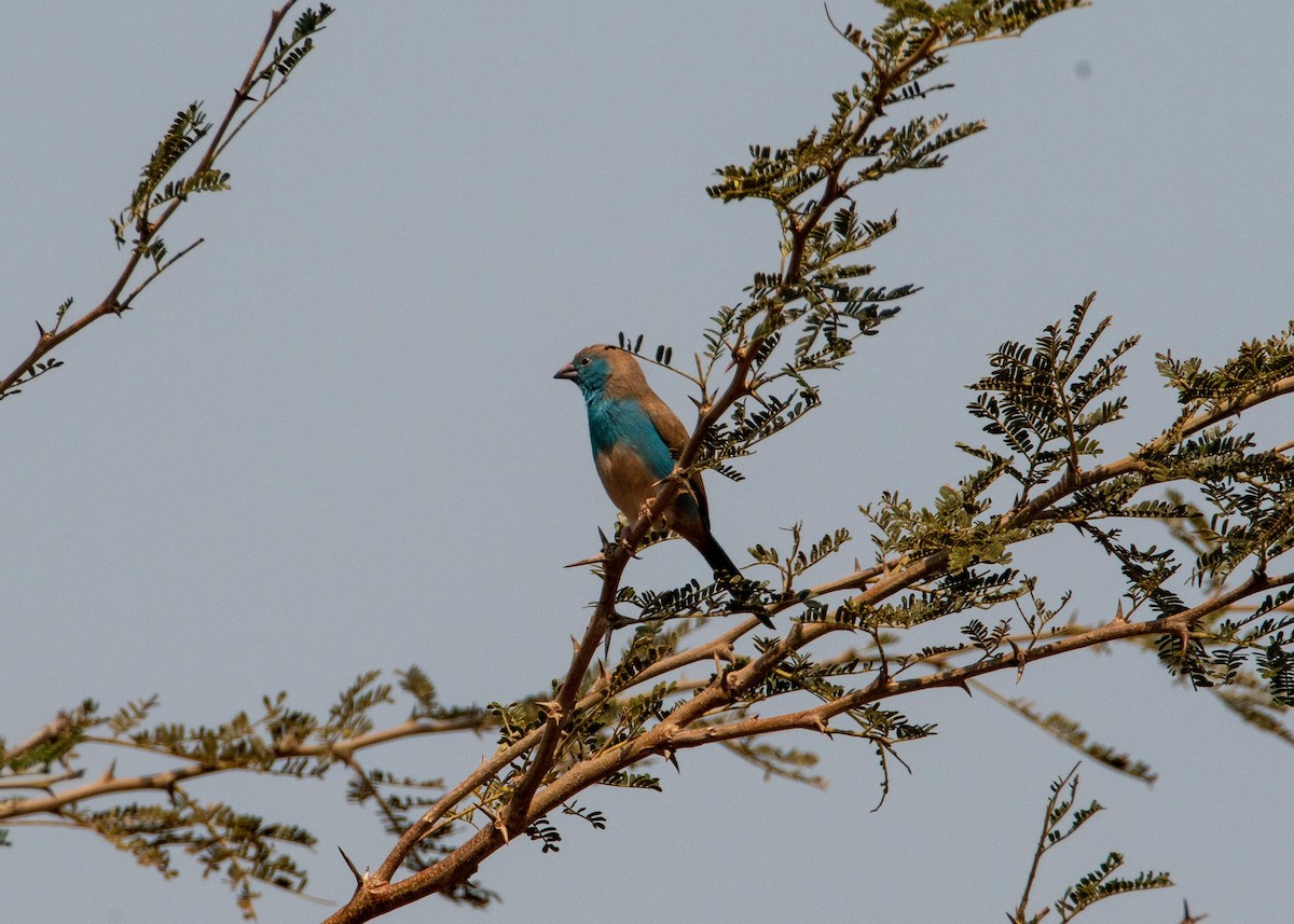 Southern Cordonbleu - Regina McNulty