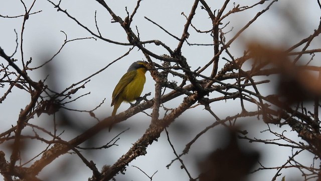 Gray-headed Bushshrike - ML609012166